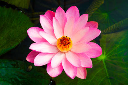 Pink lotus flower in pond.の写真素材
