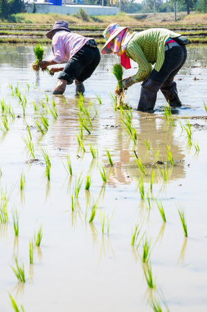 Farmers are planting rice in rice field.の写真素材