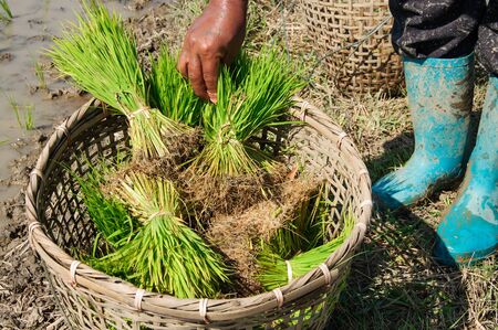 Farmers are planting rice in rice field. Image ID: 126092111の写真素材