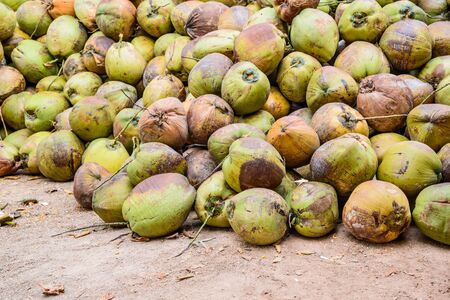 Pile of old coconuts on the ground Thailand.の写真素材