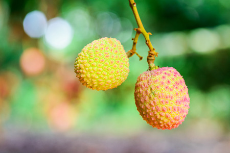 Lychee fruit (asia fruit) on the tree,Chiang Mai, Thailand.の写真素材