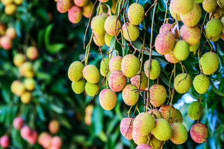 Lychee fruit (asia fruit) on the tree,Chiang Mai, Thailand.の写真素材