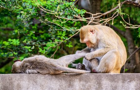 Monkey family at ratchaburi, Thailand.の写真素材