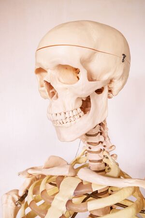 Human skeleton isolated on white .