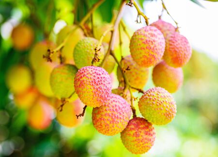 Lychee fruit on the tree in the garden of thailand, Asia fruit.の写真素材