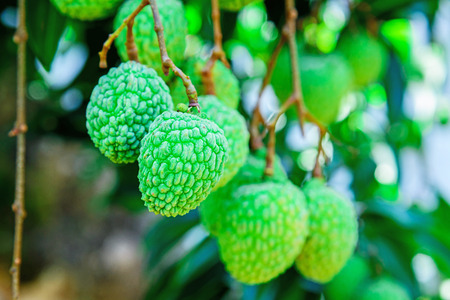 Young Lychee Fruit on the tree, Asia Fruit.の写真素材
