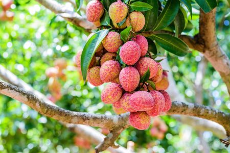Lychee fruit (asia fruit) on the tree,Chiang Mai, Thailand.の写真素材
