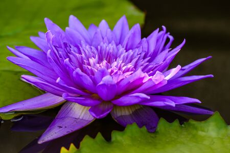 lotus in pondの写真素材