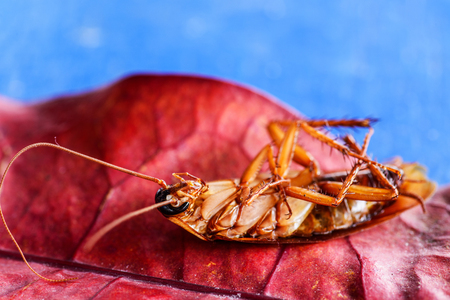 Dead cockroaches on floor