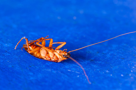 Dead cockroaches on floor