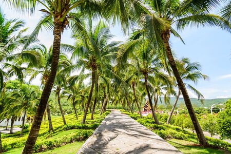 Walkway and coconut trees in the gardenの写真素材