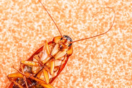 Dead cockroaches on floorの写真素材
