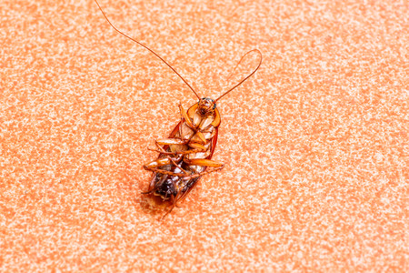 Dead cockroaches on floor