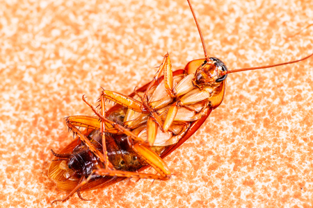 Dead cockroaches on floor