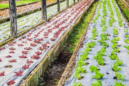 Cultivation of vegetable in a greenhouse