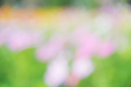 Blurred of cosmos flowers in garden, Beautiful background.の写真素材
