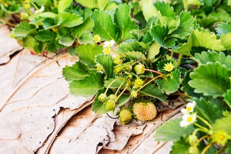 Young strawberry hanging on tree in farm, Baby strawberry.の写真素材