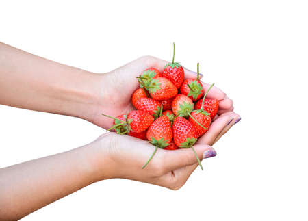 Fresh strawberries in female hands isolated on white background.の写真素材