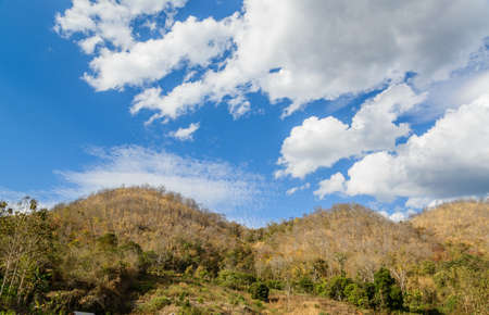 Dry trees and grass on mountainの写真素材