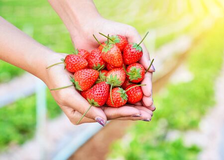 Fresh strawberries in female hands. Fresh strawberries handpicked from strawberry farm.の写真素材