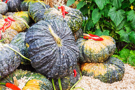 Pile of pumpkins ,seeds and red chilli.の写真素材