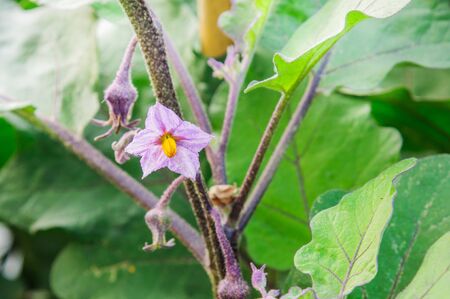 Eggplant flowerの写真素材