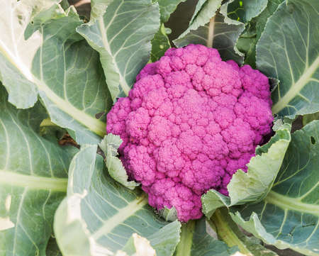 Purple cauliflower in the cultivation, close-up of the cauliflower.の写真素材
