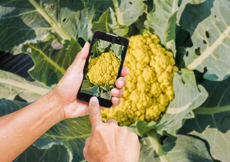 Male hands using mobile smart phone take cauliflower photo.
