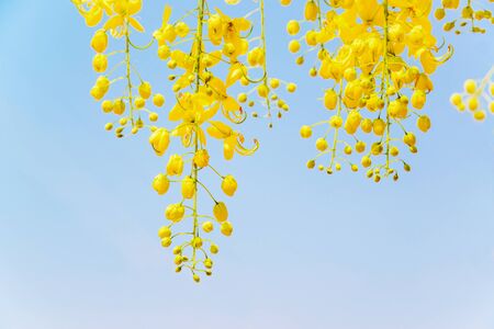 Cassia fistula flower in the garden.の写真素材