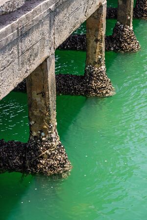 Cement pole of the fishing bridge with barnacle seashell