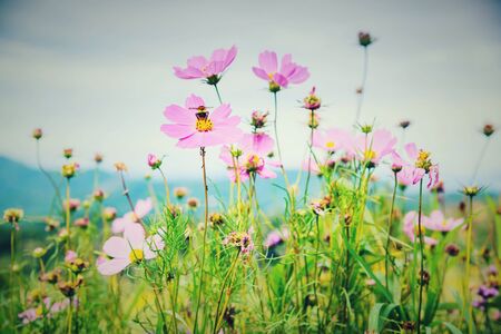 Cosmos flowers blooming in the garden on Mon Cham Hill, Chiang Mai, Thailandの写真素材