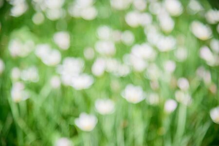 Blurred Rain lily in garden background, use for background.の写真素材
