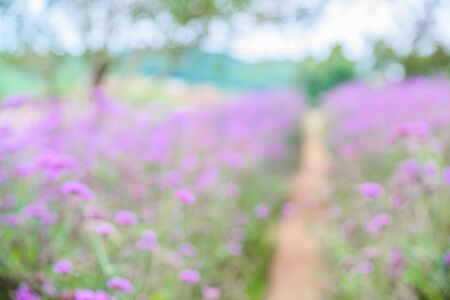Verbena flowers in garden, flowering Verbena bonariensis, Common Lantana flowerの写真素材