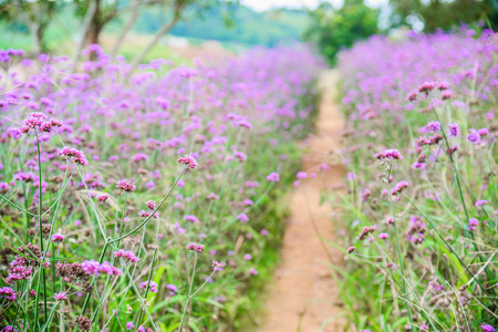 Verbena flowers in garden, flowering Verbena bonariensis, Common Lantana flowerの写真素材
