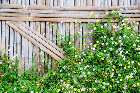 Bamboo fence with white Daisy flower, Flowers on bamboo wall background.の写真素材