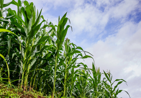 Corn field and blue sky