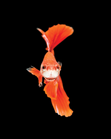 Moving moment of siamese fighting fish isolated on black background.の写真素材