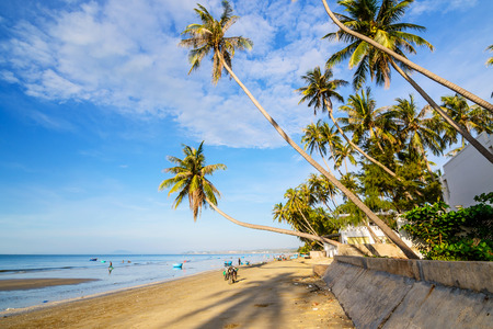 Coconut trees in the beach at Fishing villages Eastern coast of Vietnam.の写真素材
