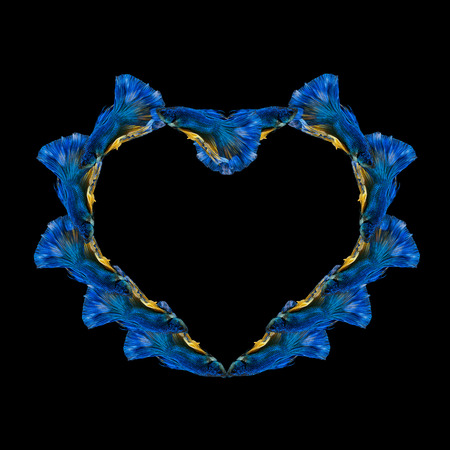 Siamese fighting fish swimming around the heart shape on black background.の写真素材
