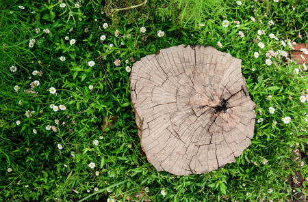 Stump and flower field, Cross section of tree trunk showing growth ringsの写真素材