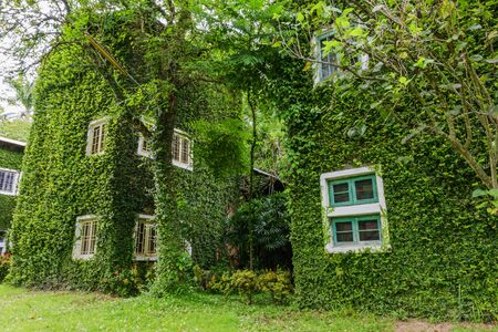 House covered with green ivy background.の写真素材