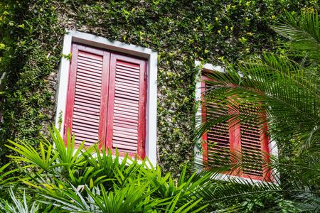 House covered with green ivy background.の写真素材