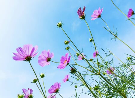 Pink  cosmos flowers blooming in the gardenの写真素材