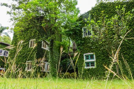 House covered with green ivy background.の写真素材