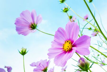 Pink  cosmos flowers blooming in the garden