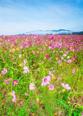 Cosmos flower against blue sky, Chiang Rai, Thailand.の写真素材