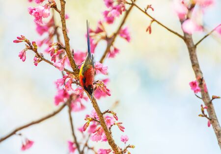 Sunbird bird, Gould's Sunbird with Sakura pink flower in Ang Khang Nation Park, Chiang Mai, Thailand.の写真素材