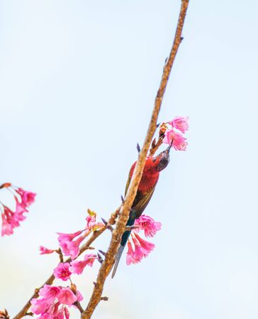 Sunbird bird, Gould's Sunbird with Sakura pink flower in Ang Khang Nation Park, Chiang Mai, Thailand.の写真素材