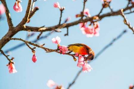 Sunbird bird, Gould's Sunbird with Sakura pink flower in Ang Khang Nation Park, Chiang Mai, Thailand.の写真素材