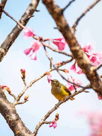 Cute bird Mountain Bulbul and Sakura pink flower, Bird on Sakura tree in Ang Khang Nation Park, Chiang Mai, Thailand.の写真素材
